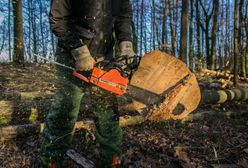 Zakaz wycinki lasów we Wrocławiu i okolicach