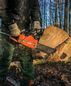 Zakaz wycinki lasów we Wrocławiu i okolicach