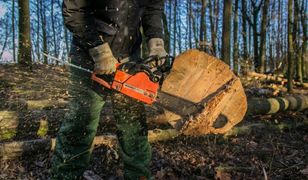 Zakaz wycinki lasów we Wrocławiu i okolicach