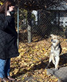 Zatrudnili bezdomne psy