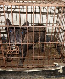 Makabryczna hodowla psów zlikwidowana