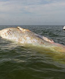 Martwy wieloryb w pobliżu plaży w Stegnie