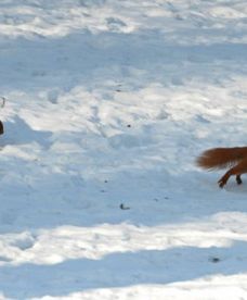 Genialny meteorolog z USA przewiduje ciężką, śnieżną zimę