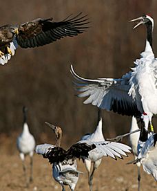 Dzika przyroda na wyspie Hokkaido