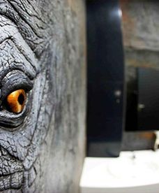 Słoń w toalecie w zoo we Wrocławiu