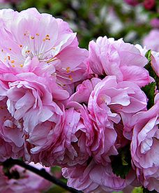 Długoterminowa prognoza pogody