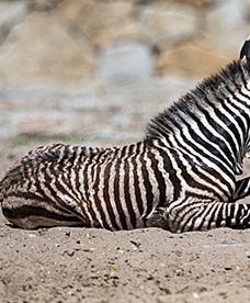Młoda zebra z wrocławskiego zoo