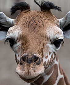 Tygodniowa żyrafa we wrocławskim zoo