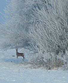 Bajkowa zima na Podkarpaciu
