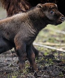 Takin miszmi z zoo we Wrocławiu