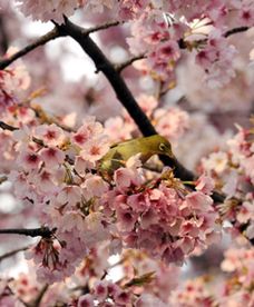 Szczyt sezonu kwitnienia wiśni w Japonii
