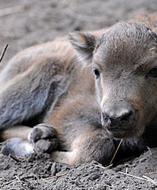 Mały  żubr czeka na imię