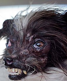 Oto Najbrzydszy Pies Świata