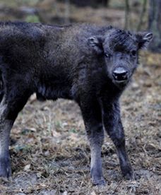 Młody żubr dumą ostoi na Podlasiu