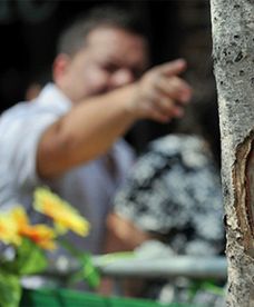 Matka Boża objawiła się na drzewie