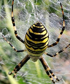 Plaga pająków w Polsce