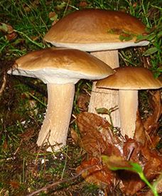 Wielkie grzybobranie