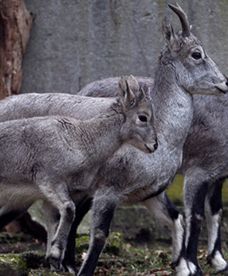 Nowi lokatorzy  w zoo