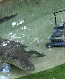 Krokodyl w starciu z maszyną