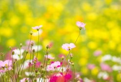 Prognoza pogody na kwiecień