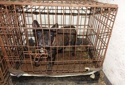 Makabryczna hodowla psów zlikwidowana