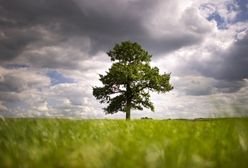 Pogodowa charakterystyka czerwca