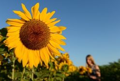 Czy nadejdą jeszcze upały? Dobre wiadomości
