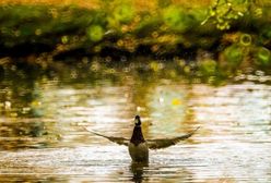 AccuWeather na temat jesieni w Polsce. Jaka będzie?