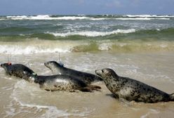 Zaskakujący raport o Morzu Bałtyckim