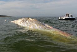 Martwy wieloryb w pobliżu plaży w Stegnie