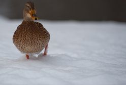 Pogodowa prawda o grudniu