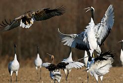 Dzika przyroda na wyspie Hokkaido