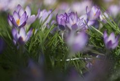 Pierwszy dzień wiosny. Jaka będzie?