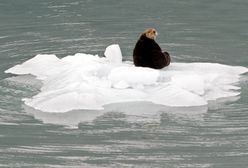 Dramatyczna animacja NOAA. Tak topi się Arktyka