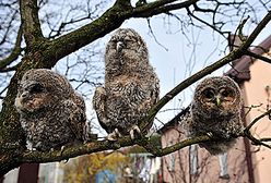 Puszczyki w Ośrodku Rehabilitacji