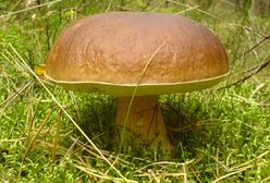 Jesienne grzybobranie