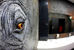 Słoń w toalecie w zoo we Wrocławiu