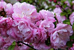 Długoterminowa prognoza pogody