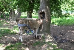 Głowa cielaka utknęła w drzewie