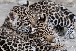 Młode jaguary z Krakowa