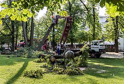 Konar drzewa spadł na dzieci