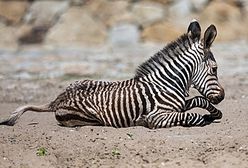 Młoda zebra z wrocławskiego zoo