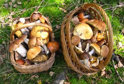 Deszcz pada, grzyby rosną