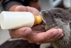 Wydra Marlenka z zoo we Wrocławiu