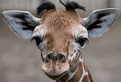 Tygodniowa żyrafa we wrocławskim zoo