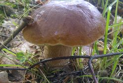 Najlepsza pogoda na grzyby