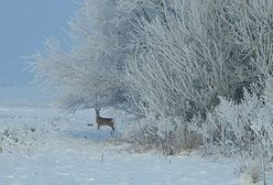 Bajkowa zima na Podkarpaciu
