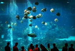 Oceanarium w Singapurze