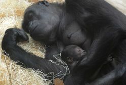 W praskim zoo urodził się goryl