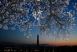 W Waszyngtonie zakwitły wiśnie